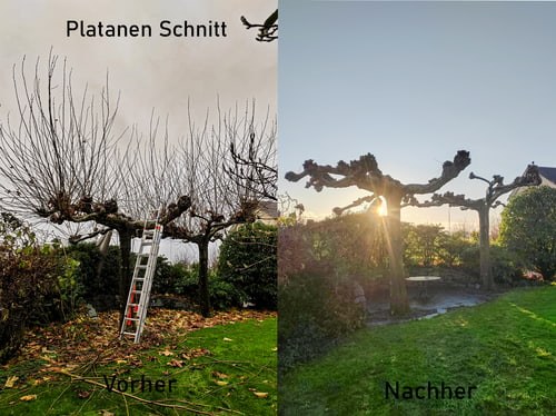 Fachgerechter Baumschnitt und Sträucherschnitt im Fricktal