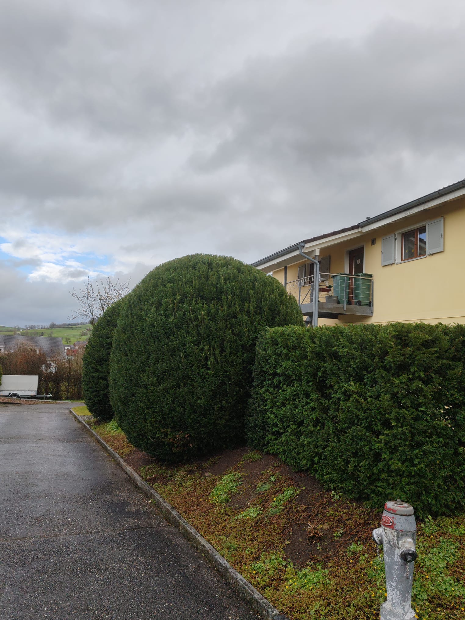 Formschnitt von Kugel-Buchs und Hecke an Mehrfamilienhaus