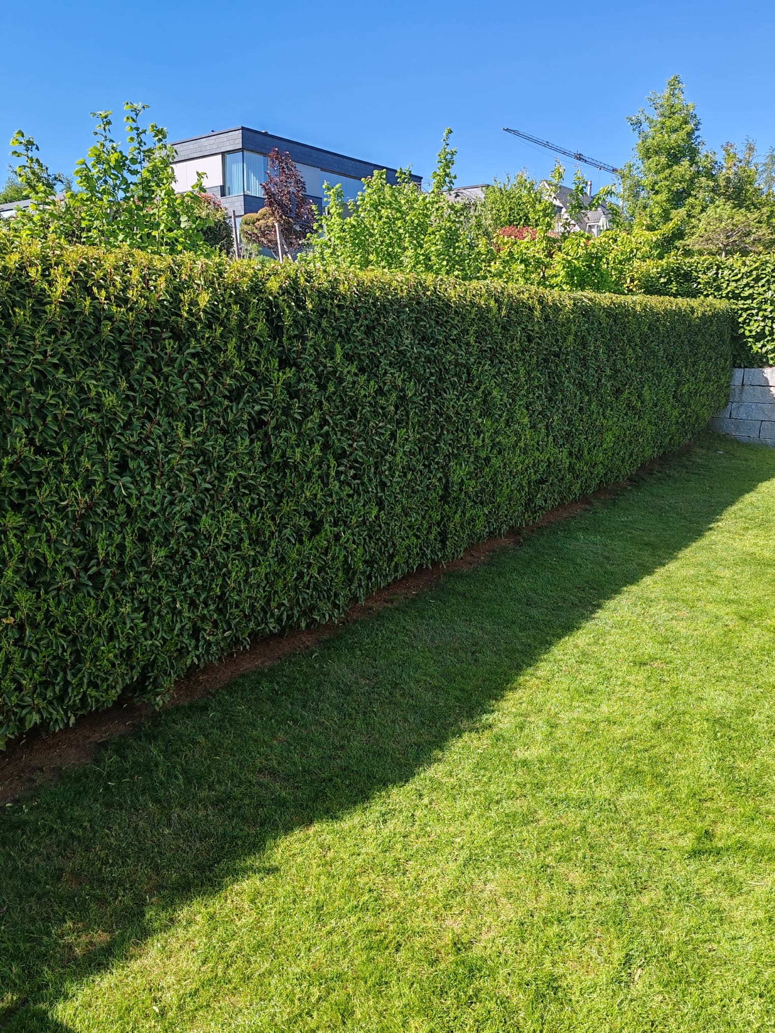 Heckenschnitt im Fricktal, lange Thuja-Hecke fachgerecht geschnitten