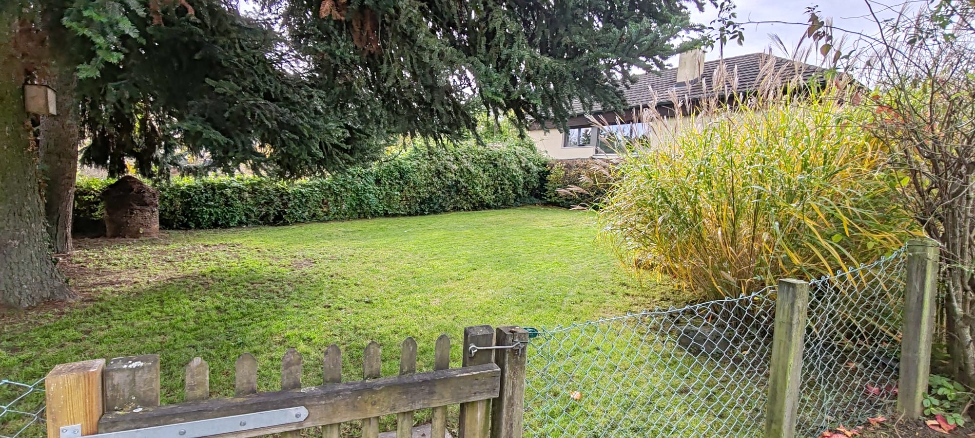 Geschnittener Rasen im privaten Garten mit Hecke
