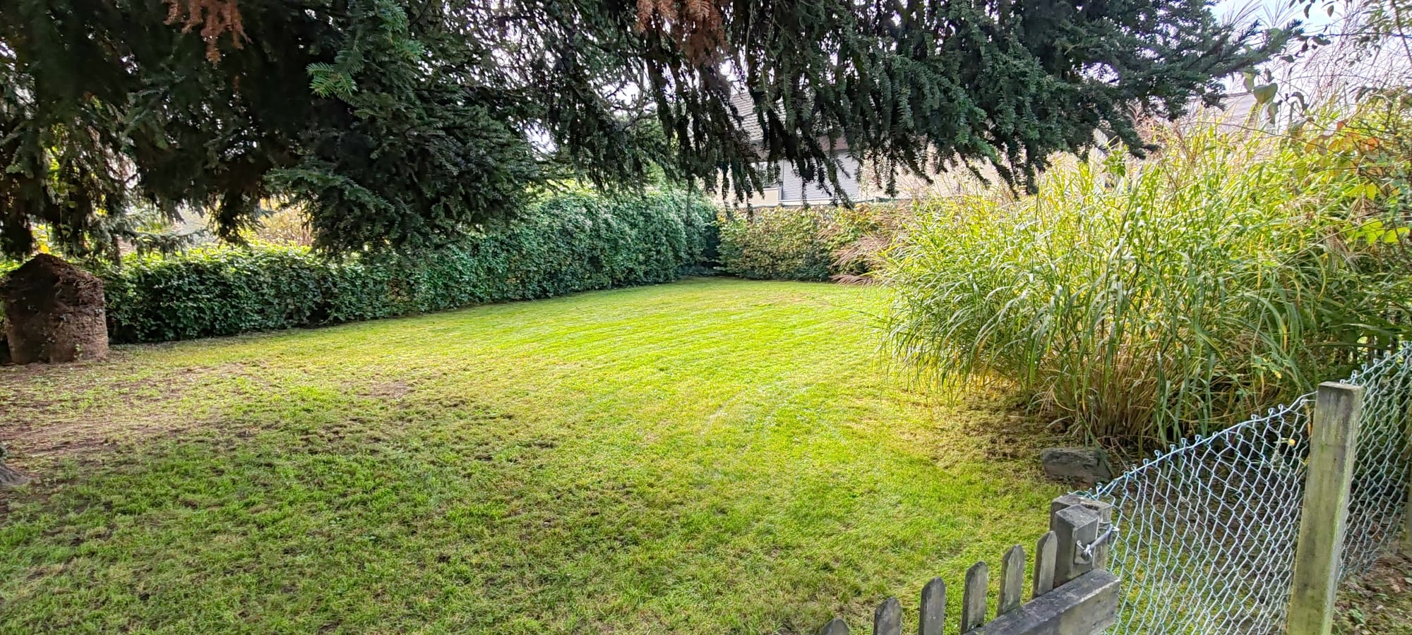 Gepflegter Rasen unter Bäumen, Rasenpflege im Fricktal